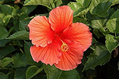 Marvelous社steam特卖开启 《天穗》《神乱神乐》等名作在列